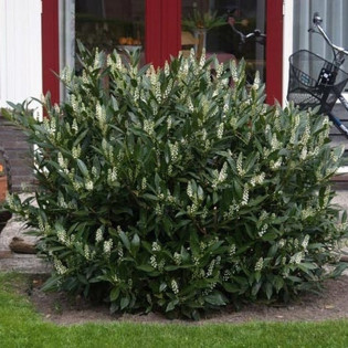 Prunus laurocerasus Laurowiśnia wschodnia Otto Luyken 2