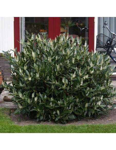 Otto Luyken Laurowiśnia wschodnia Prunus laurocerasus