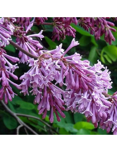 Lilak Josiki Syringa josikaea