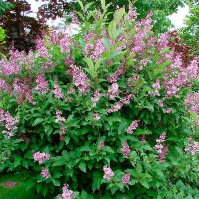 Syringa josikaea Lilak Josiki