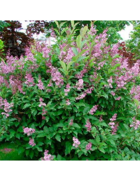 Syringa josikaea Lilak Josiki