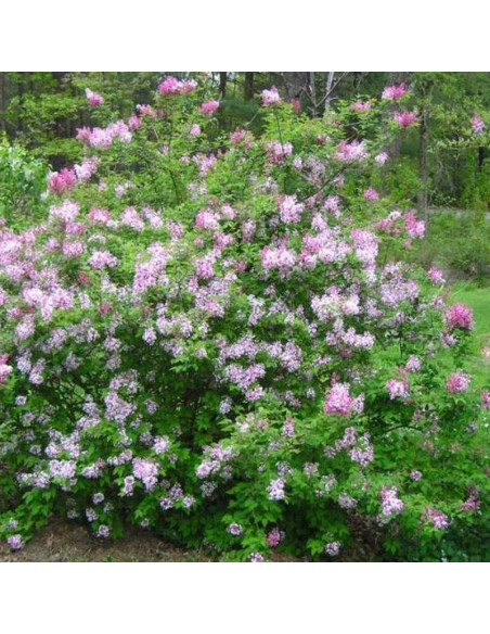 Josée Syringa Lilak