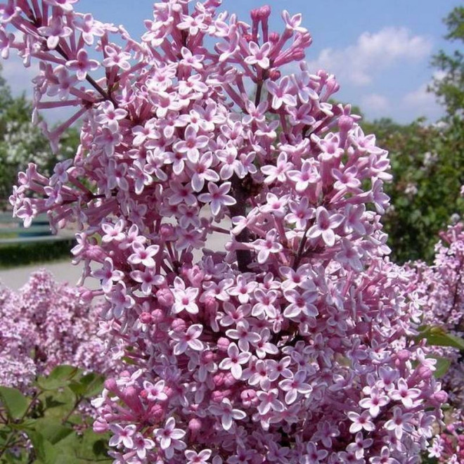 Lilak Josée Syringa