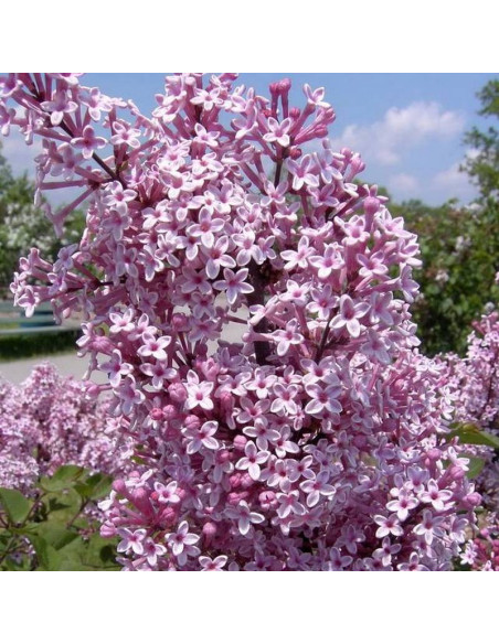 Lilak Josée Syringa