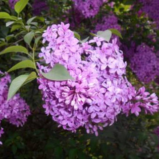 Lilak chiński Saugeana Syringa chinensis