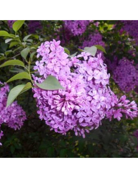 Lilak chiński Saugeana Syringa chinensis