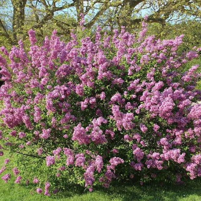 Syringa chinensis Lilak chiński Saugeana