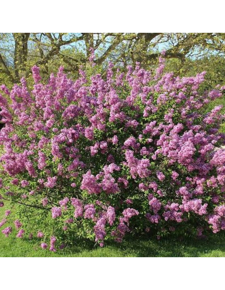 Syringa chinensis Lilak chiński Saugeana