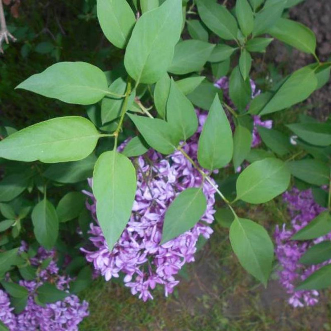 chiński Saugeana Syringa chinensis Lilak