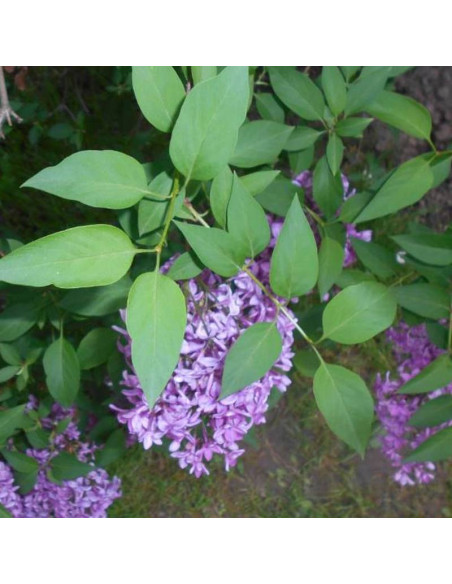 chiński Saugeana Syringa chinensis Lilak