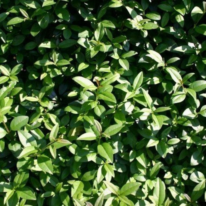 Ligustr pospolity Ligustrum vulgare zielony