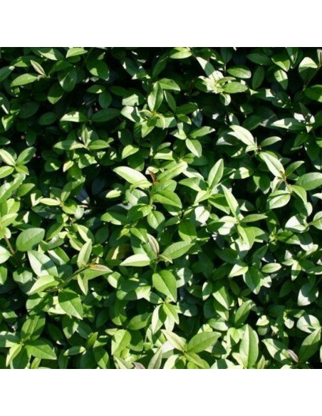 Ligustr pospolity Ligustrum vulgare zielony