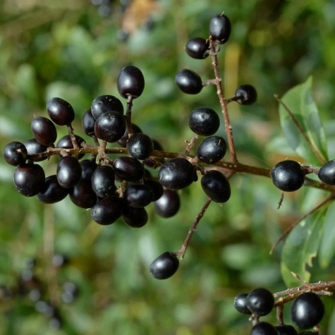 Ligustrum vulgare Ligustr pospolity