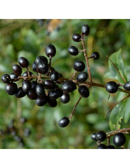 Ligustrum vulgare Ligustr pospolity