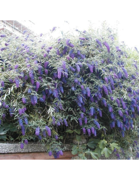 Nanho Blue Budleja Davida Buddleja davidii