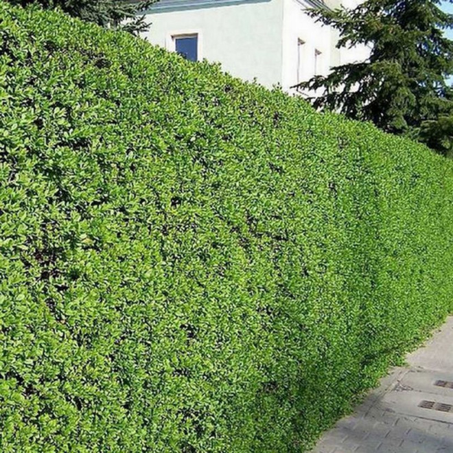 Ligustr pospolity Ligustrum vulgare krzew żywopłotowy