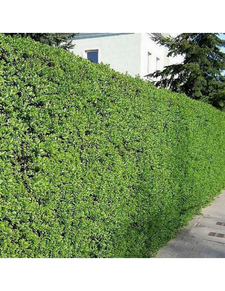 Ligustr pospolity Ligustrum vulgare krzew żywopłotowy