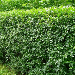 Ligustr pospolity Ligustrum vulgare żywopłot