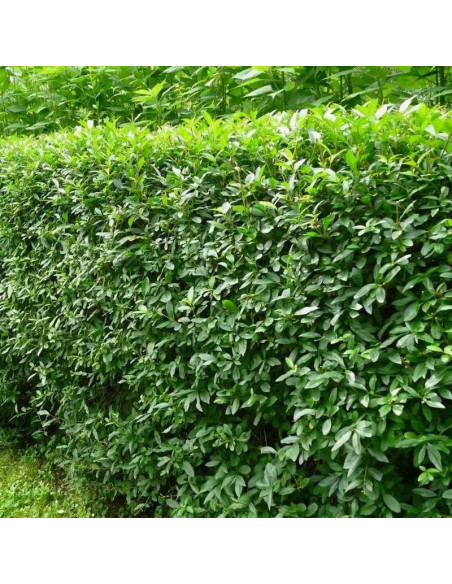 Ligustr pospolity Ligustrum vulgare żywopłot