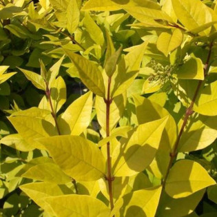 Ligustr Vicaryi Ligustrum