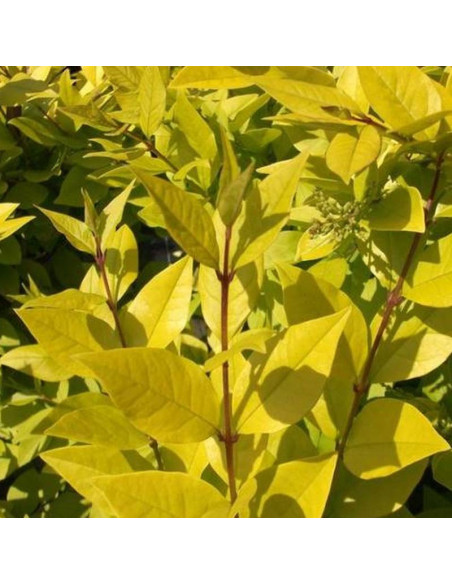 Ligustr Vicaryi Ligustrum