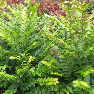 Ligustr Vicaryi Ligustrum 2