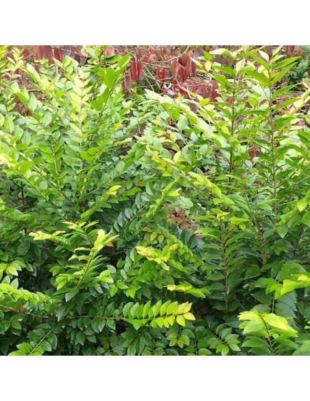 Vicaryi Ligustrum Ligustr