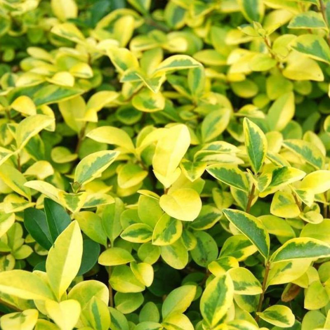 Ligustr jajolistny Ligustrum ovalifolium Aureum