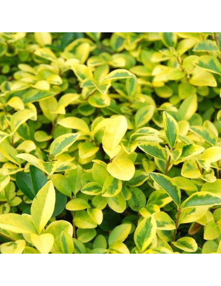 Ligustr jajolistny Ligustrum ovalifolium Aureum