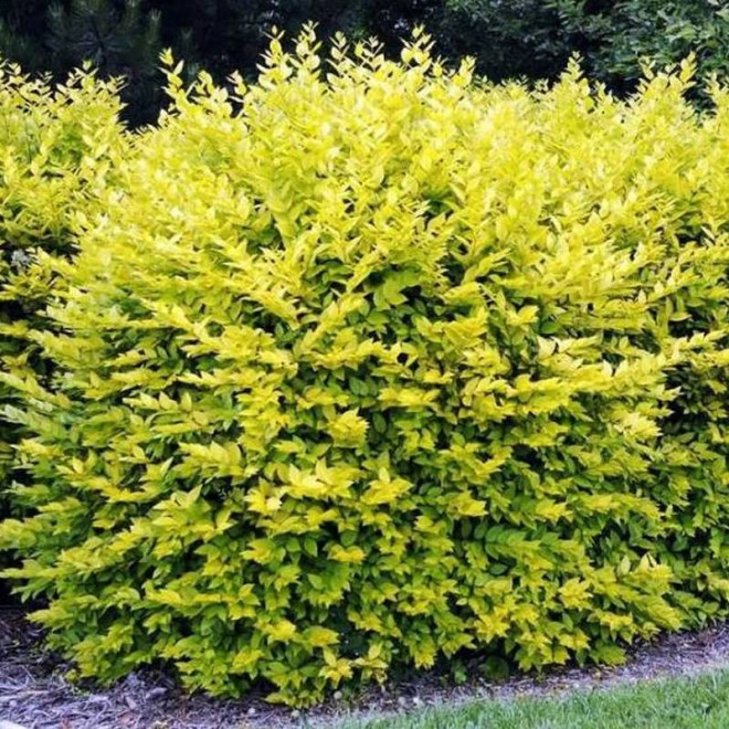 Aureum Ligustrum ovalifolium Ligustr jajolistny