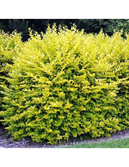 Aureum Ligustrum ovalifolium Ligustr jajolistny
