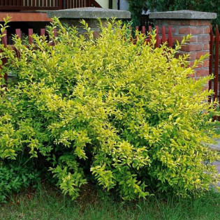 Ligustr jajolistny Aureum Ligustrum ovalifolium