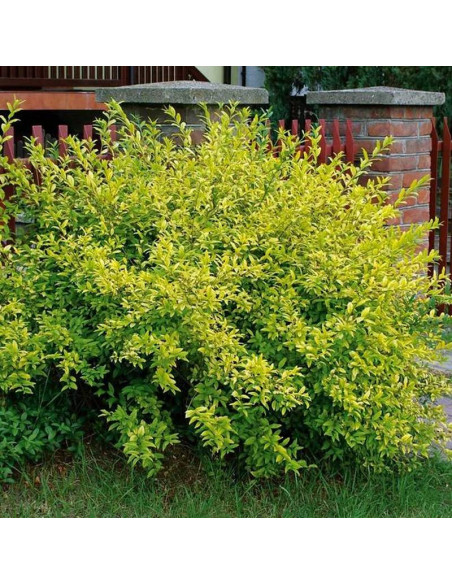 Ligustr jajolistny Aureum Ligustrum ovalifolium