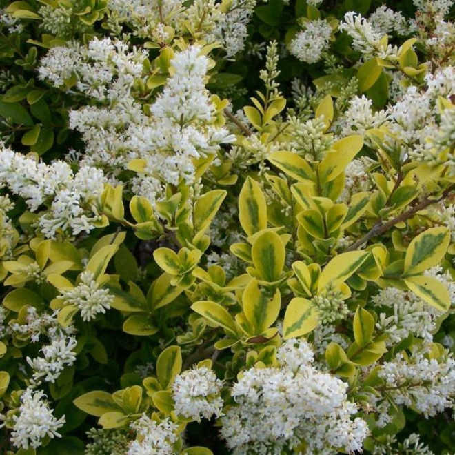 Ligustrum ovalifolium Ligustr jajolistny Aureum