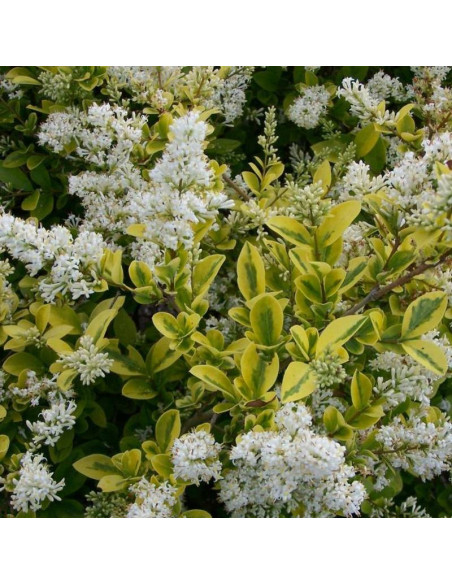 Ligustrum ovalifolium Ligustr jajolistny Aureum