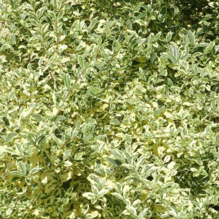 Ligustrum ibota Ligustr ibota Musli PBR 2