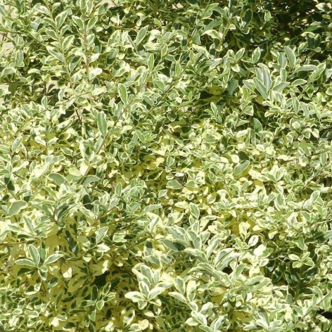 Musli PBR Ligustr ibota Ligustrum ibota