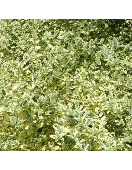 Musli PBR Ligustr ibota Ligustrum ibota