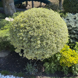 Ligustrum ibota Ligustr ibota Musli PBR