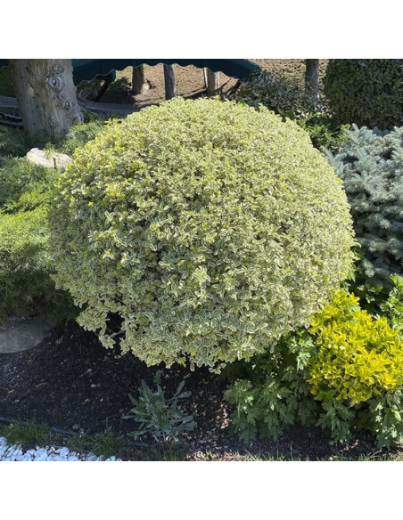 Ligustrum ibota Ligustr ibota Musli PBR