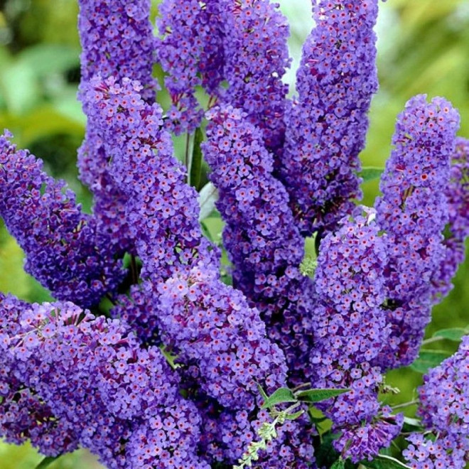 Budleja Davida Nanho Blue Buddleja davidii