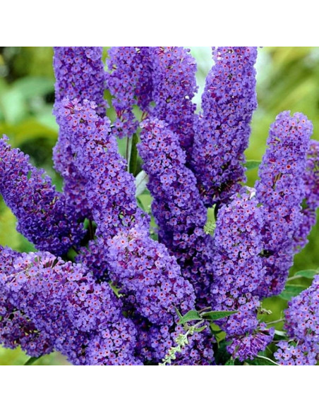 Budleja Davida Nanho Blue Buddleja davidii