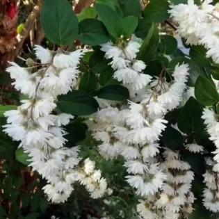 Żylistek karbowany Pride of Rochester Deutzia crenata
