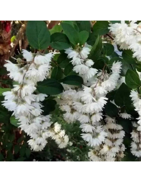 Żylistek karbowany Pride of Rochester Deutzia crenata