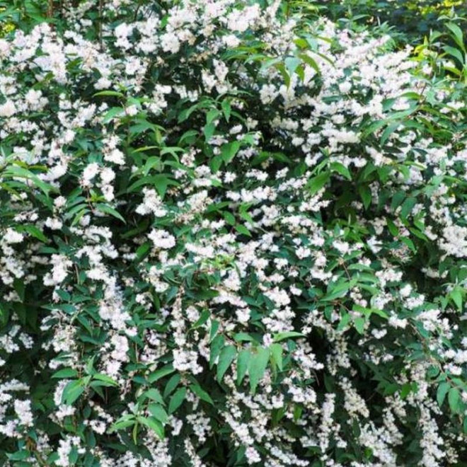 Deutzia crenata Żylistek karbowany Pride of Rochester