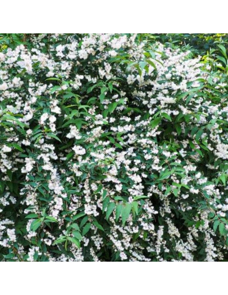 Deutzia crenata Żylistek karbowany Pride of Rochester