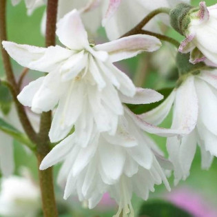 Żylistek karbowany Pride of Rochester Deutzia crenata 2