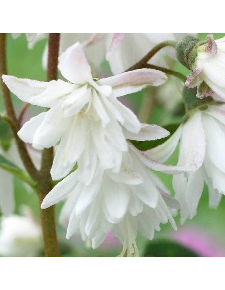 Żylistek karbowany Deutzia crenata Pride of Rochester