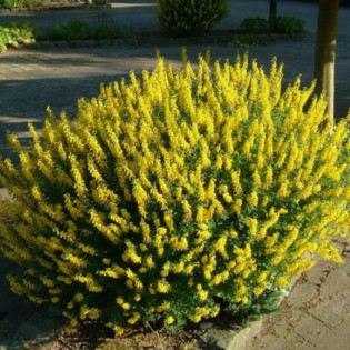 Żarnowiec czerniejący Cyni Cytisus nigricans