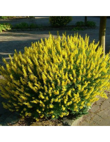 Żarnowiec czerniejący Cyni Cytisus nigricans